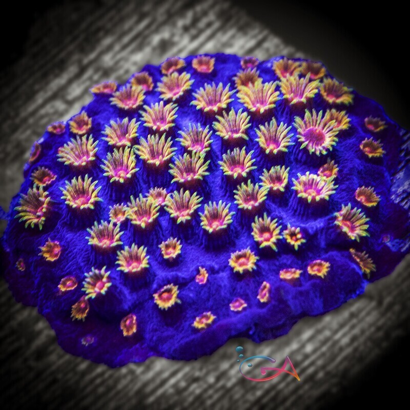 Coral - Frag - Cyphastrea - Bizarro JF