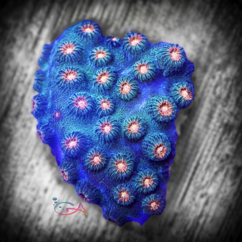 Coral - Frag - Cyphastrea Jingle Bells