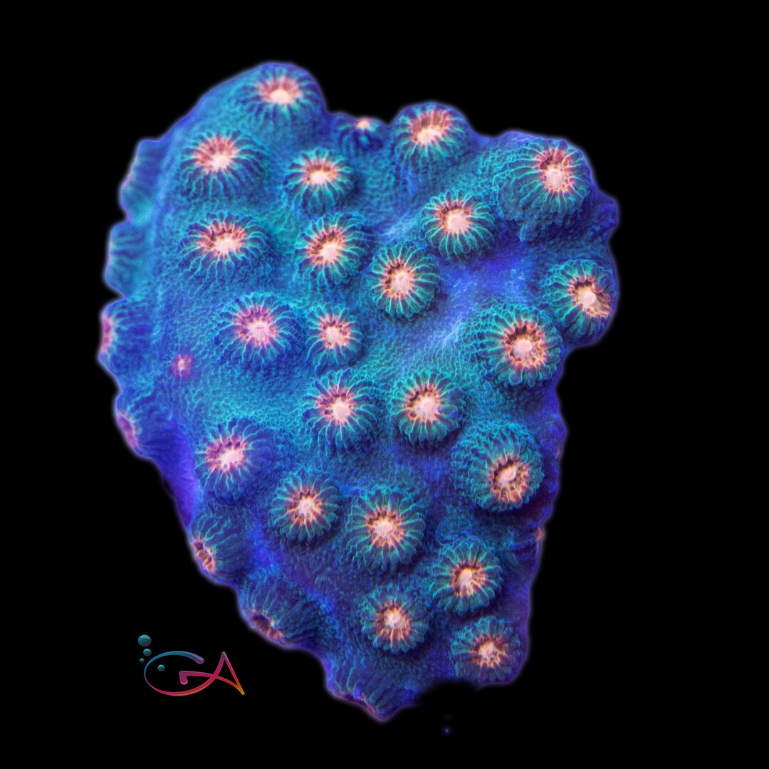 Coral - Frag - Cyphastrea Jingle Bells, Size: (3/4"Plug)