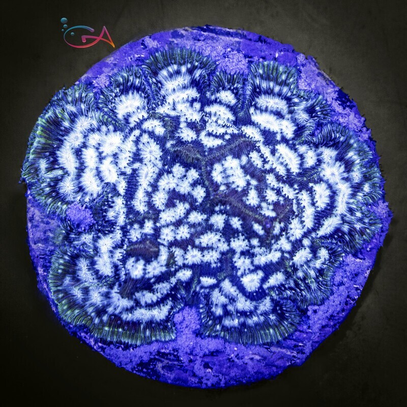 Coral - Frag - Leptoseris - Electro UC