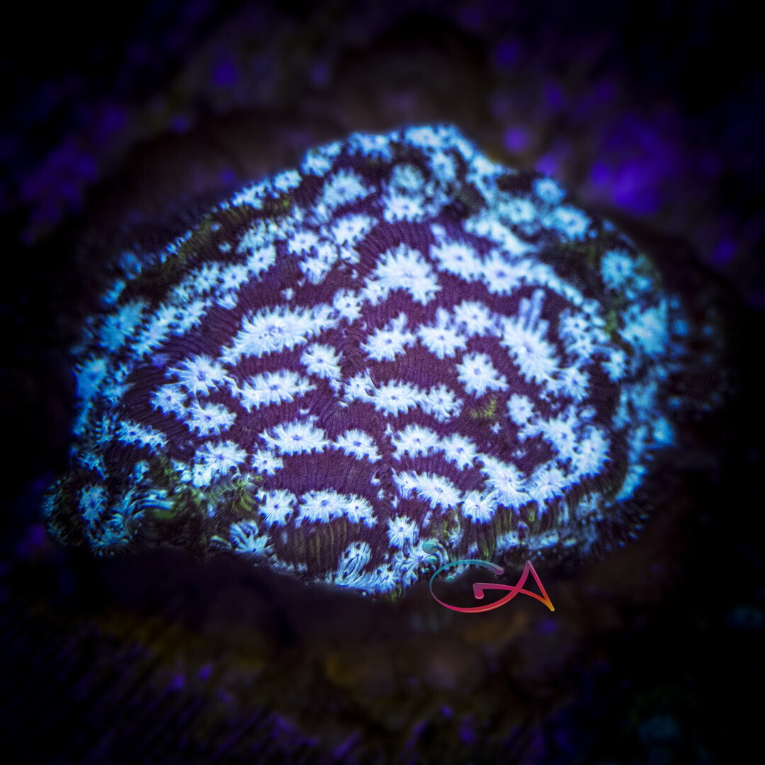Coral - Frag - Leptoseris - Electro UC, Size: (3/4"Plug)