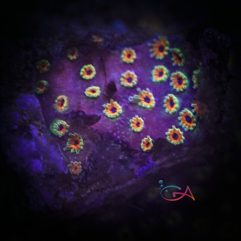 Coral - Frag - Stylocoeniella - Looney Tunes WWC