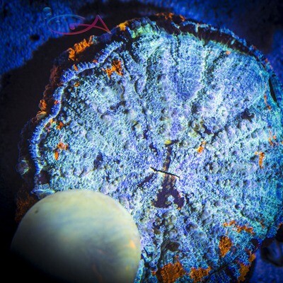 Brain Coral