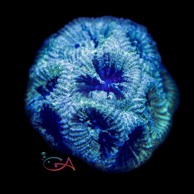 Coral - Frag - Favia - Shrek GA