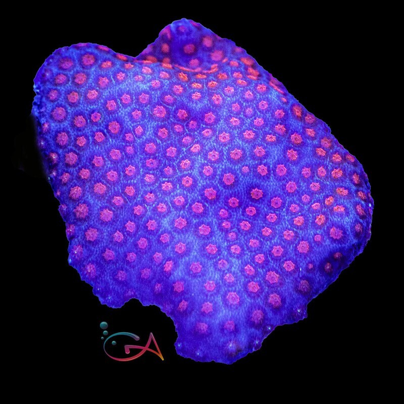 Coral - Frag - Stylocoeniella - Cherry Fruit Loop GA