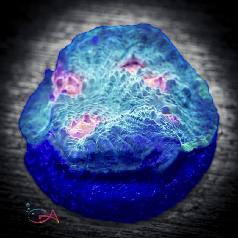 Coral - Frag - Chalice - Mummy Eye Rimmed
