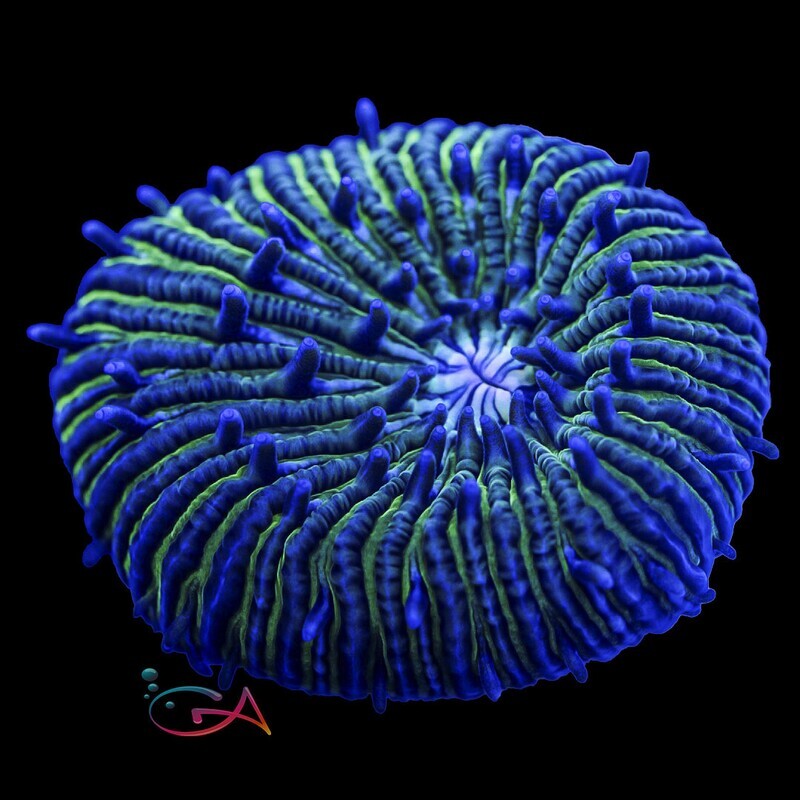 Coral - Frag - Fungia - Sweet Kiss