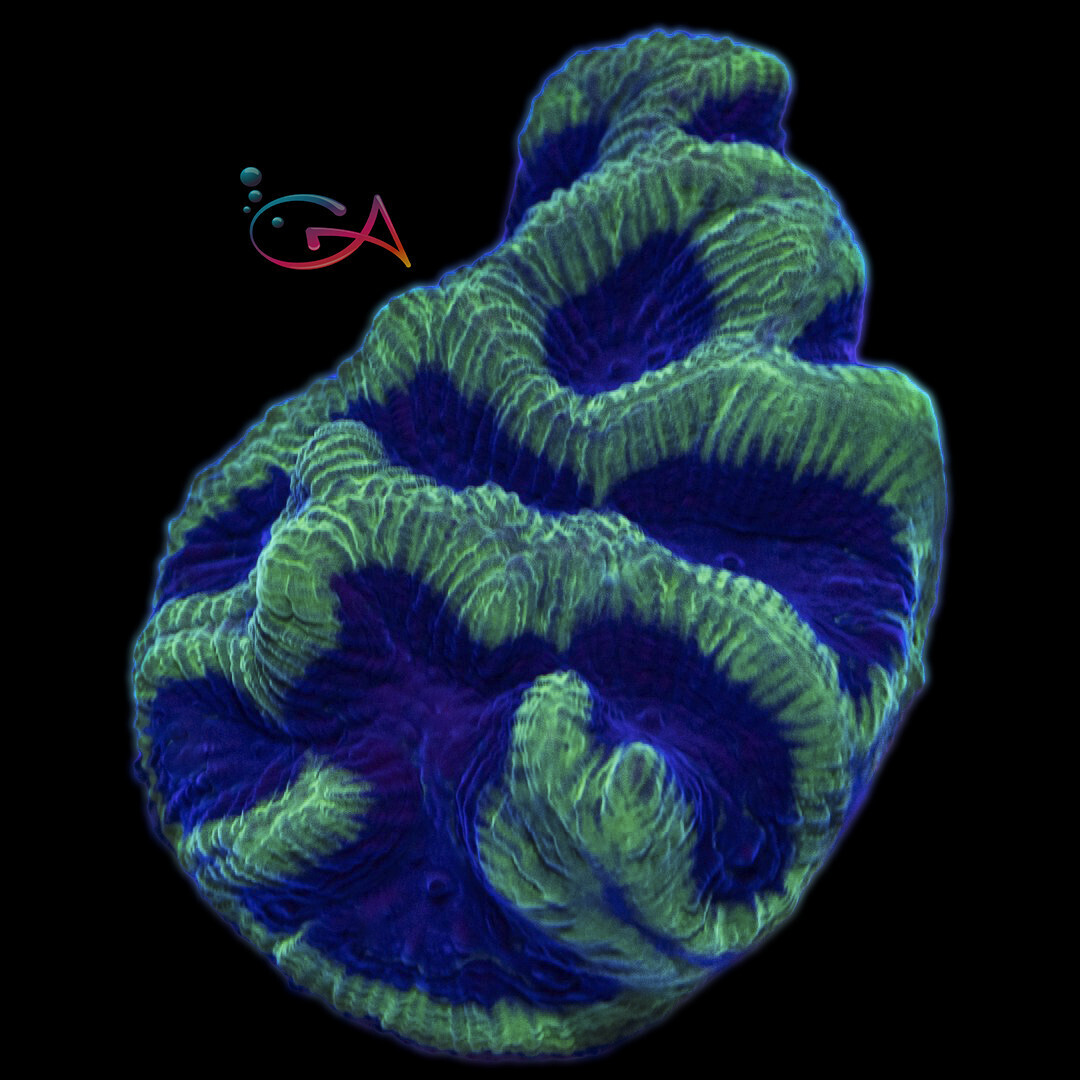 Coral - Frag - Platygyra - The Path Less Followed IJAM, Size: (3/4")