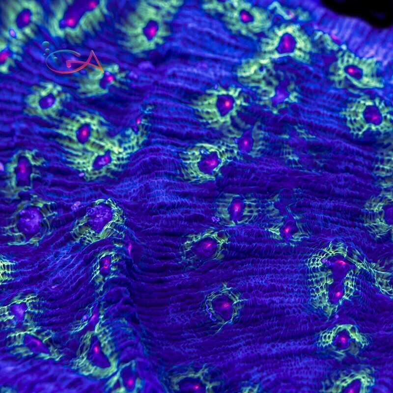 Coral - Frag - Chalice - Avatar WWC