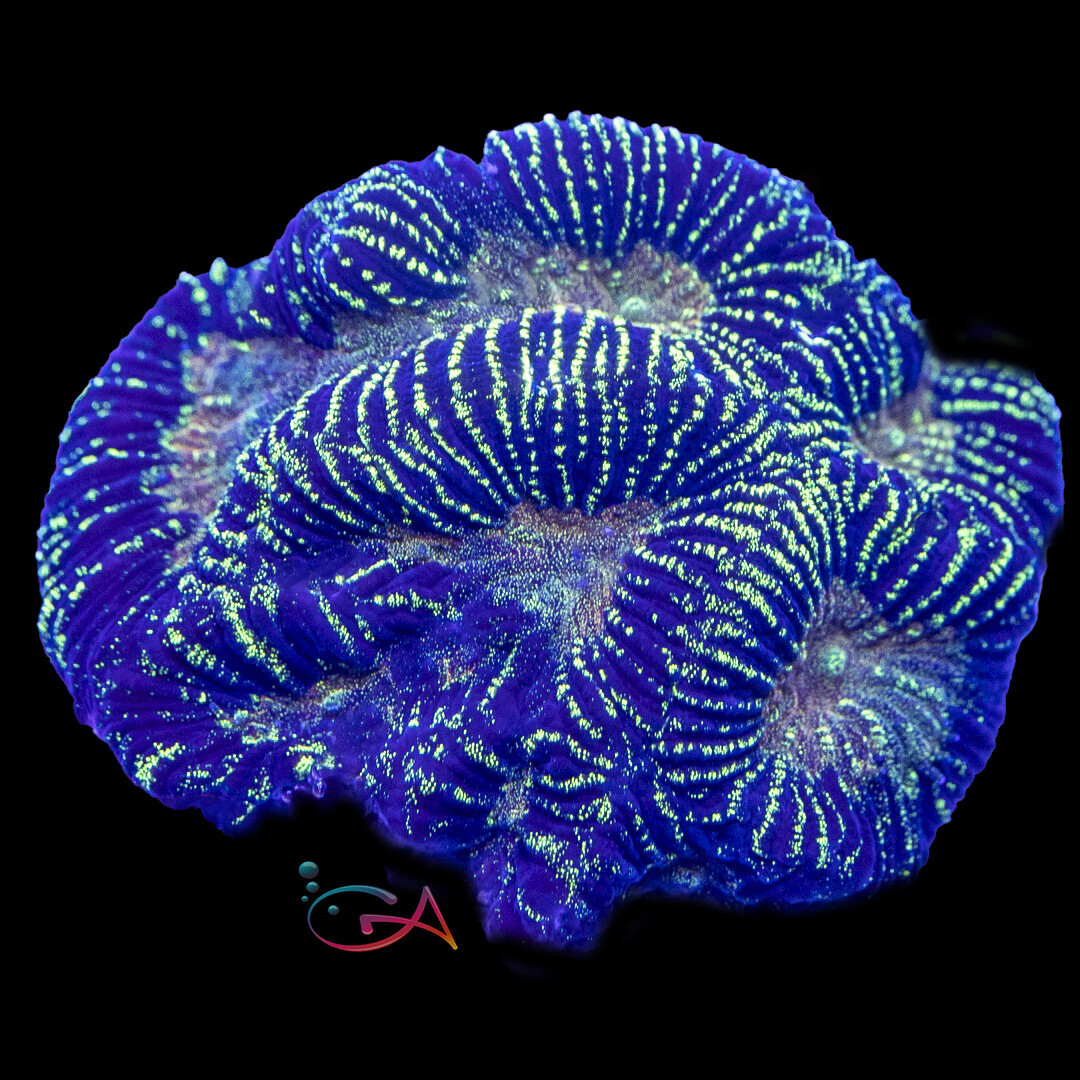 Coral - Frag - Goniastrea - Mumbo Jumbo JF, Size: (3/4"Plug)