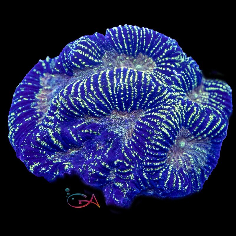 Coral - Frag - Goniastrea - Mumbo Jumbo JF