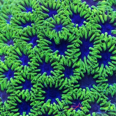 Coral - Frag - Leptastrea - Dizzy Devil IJAM