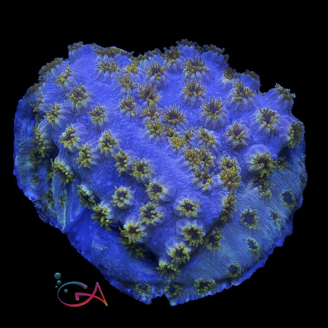 Coral - Frag - Cyphastrea - Skittles Bomb, Size: (3/4" Plug)