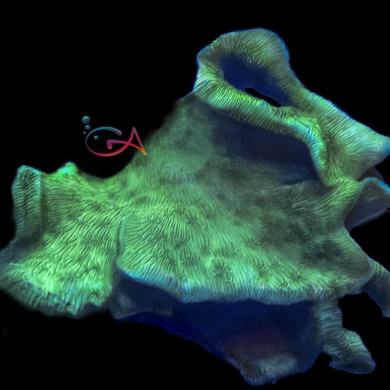 Coral - Frag - Pavona Angler's Call GA