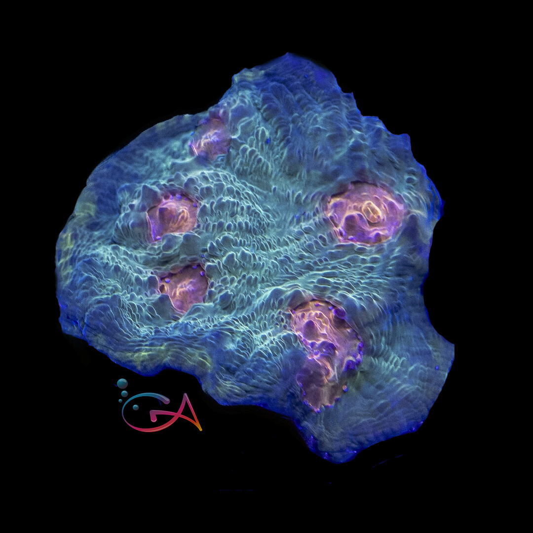 Coral - Frag - Chalice - Mummy Eye Rimmed, Size: (3/4"Plug)