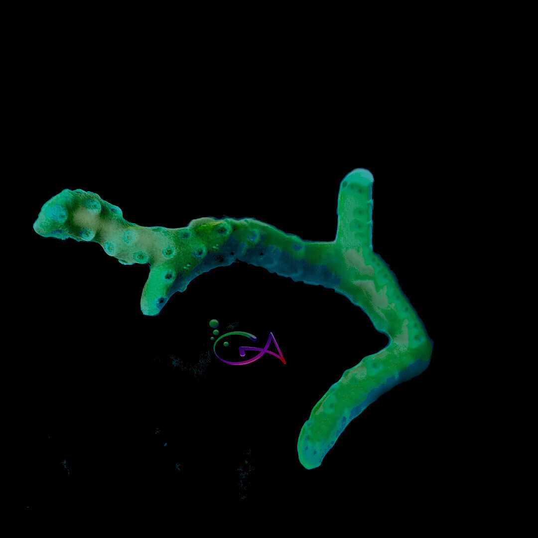 Coral - Frag - Anacropora - Bio Reef Green Goblin