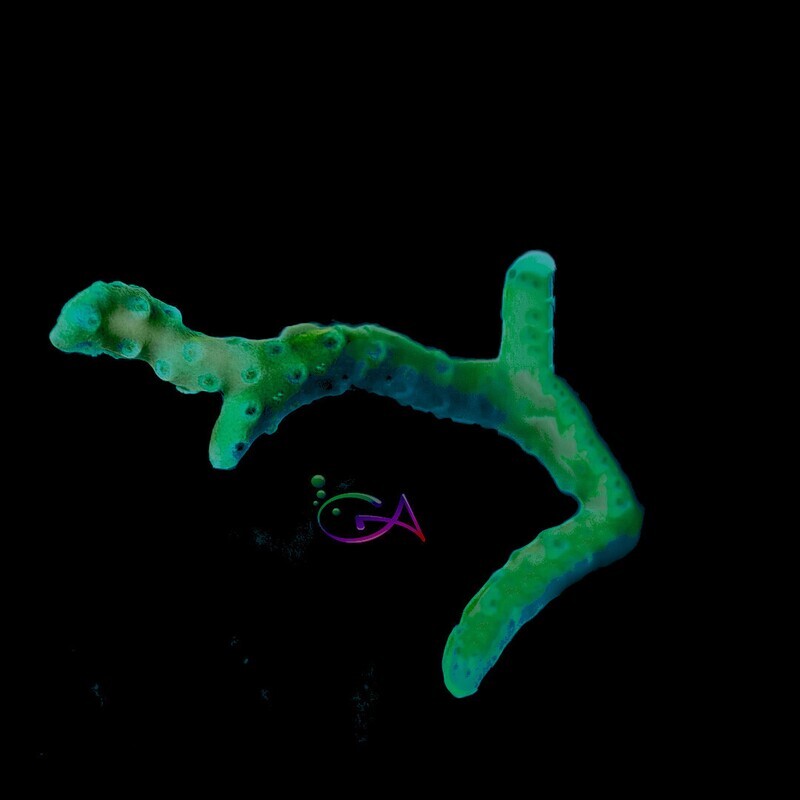 Coral - Frag - Anacropora - Bio Reef Green Goblin