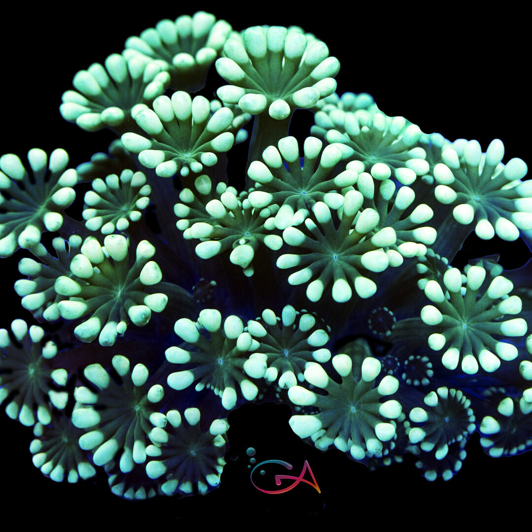 Coral - Frag - Alveopora - Garden of Goodness GA, Size: (3/4"Plug)
