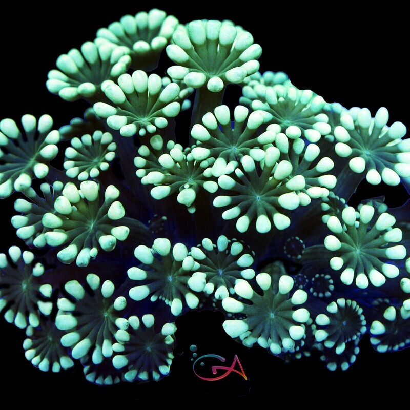 Coral - Frag - Alveopora - Garden of Goodness GA