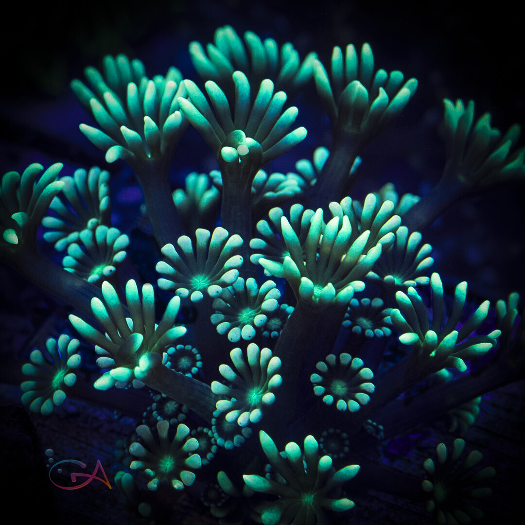 Coral - Frag - Alveopora - Green Thumb GA, Size: (3/4"Plug)