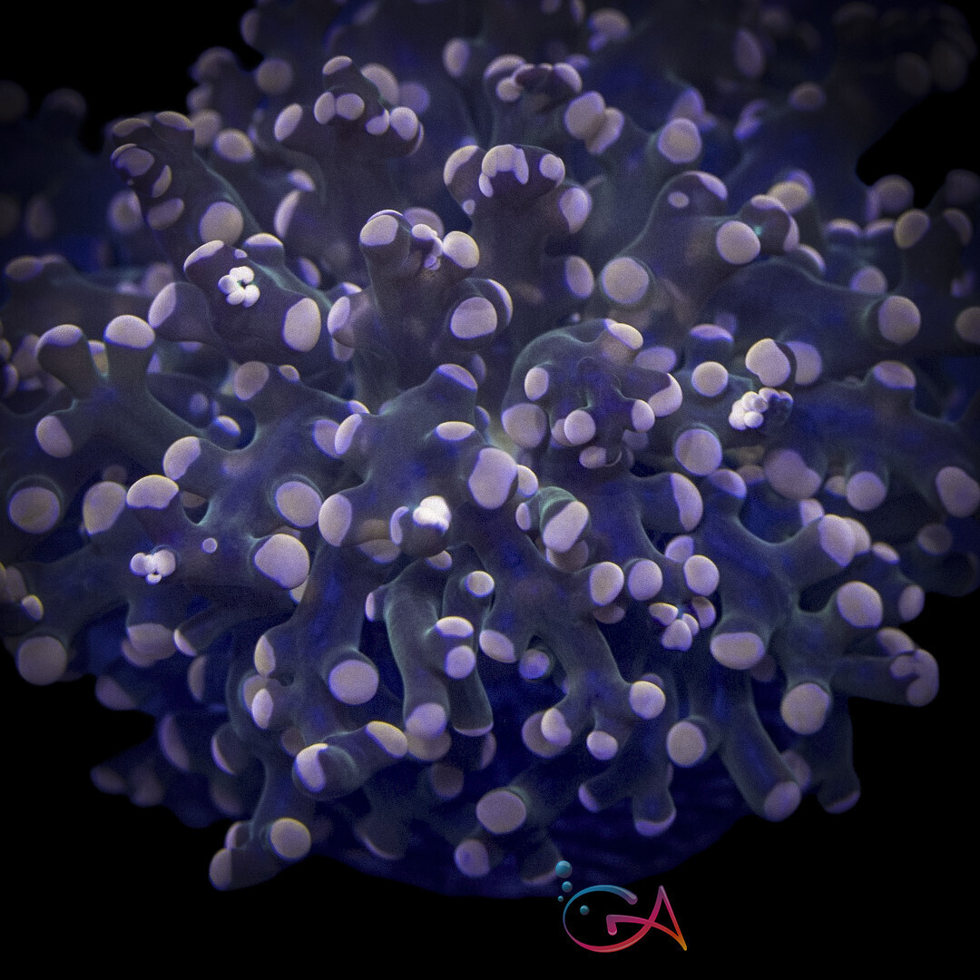 Coral - Frag - Euphyllia Frogspawn - Strawberry Mentos UWW, Size: (1 Hd.)