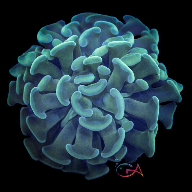 Coral - Frag - Hammer Ancora - Little Green Monster GA