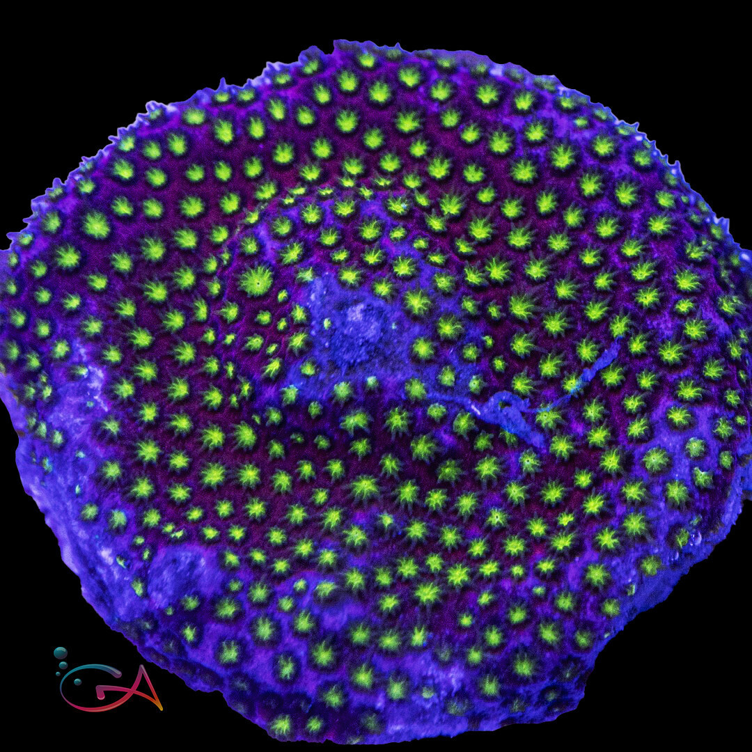 Coral - Frag - Stylocoeniella - Raspberry Pie UC, Size: (3/4"Plug)
