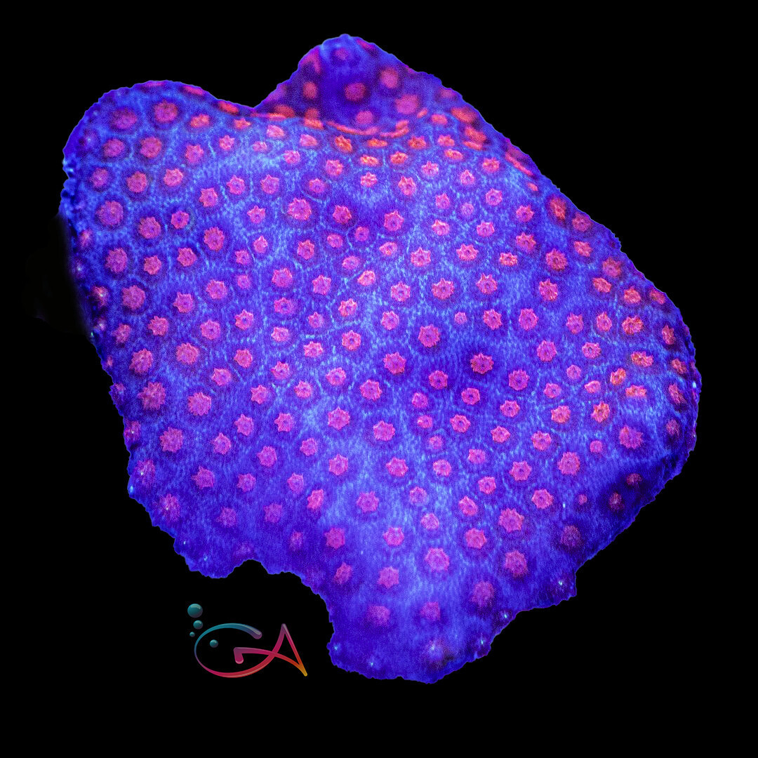 Coral - Frag - Stylocoeniella - Cherry Fruit Loop GA, Size: (3/4"Plug)