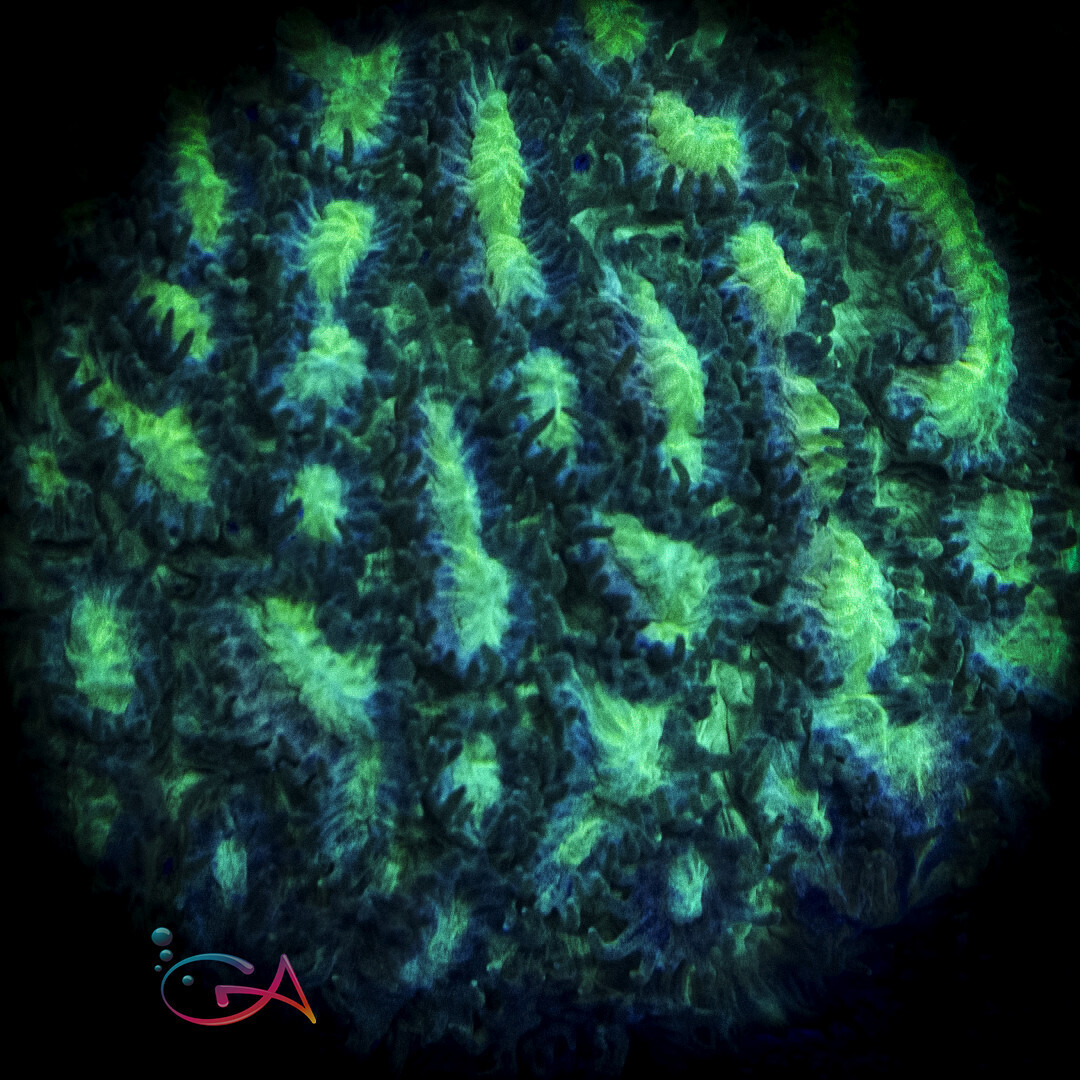 Coral - Frag - Hydnophora Exesa - Key Lime Pie GA