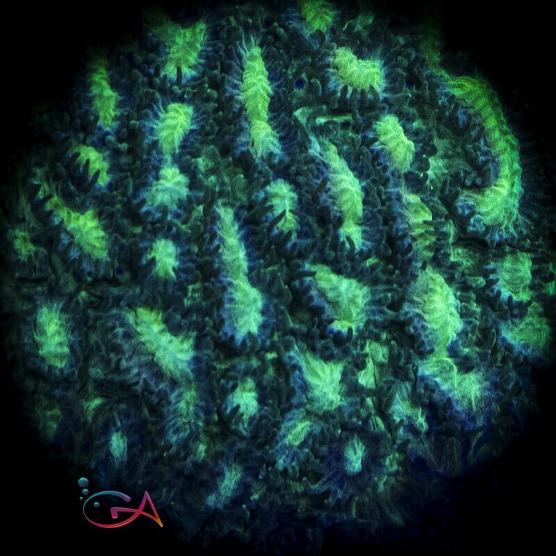 Coral - Frag - Hydnophora Exesa - Key Lime Pie GA