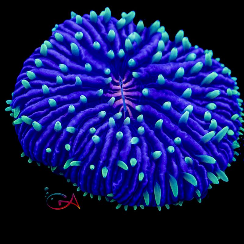 Coral - Frag - Fungia - Baby Love UC
