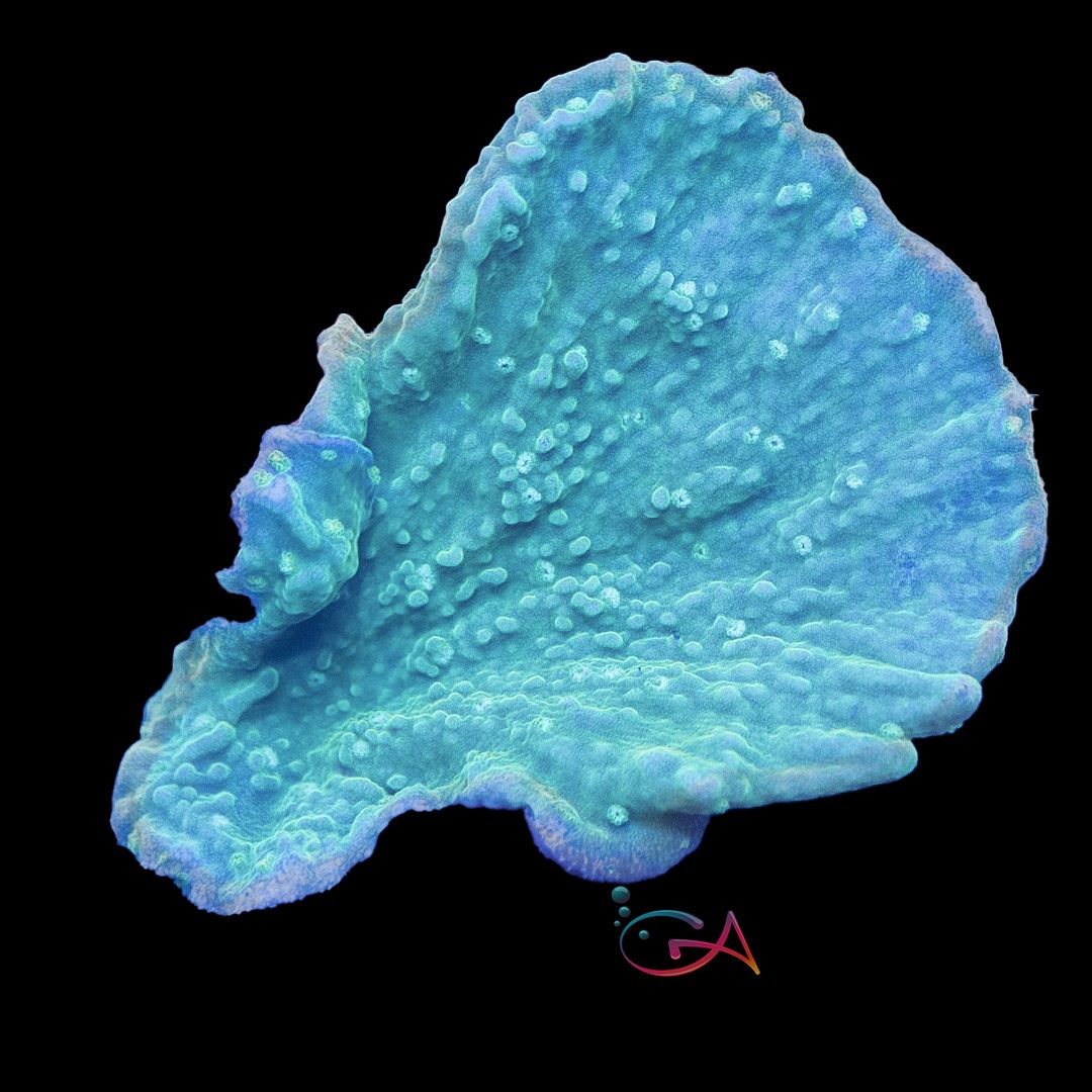 Coral - Frag - Montipora Capricornis - Sweet Mint GA