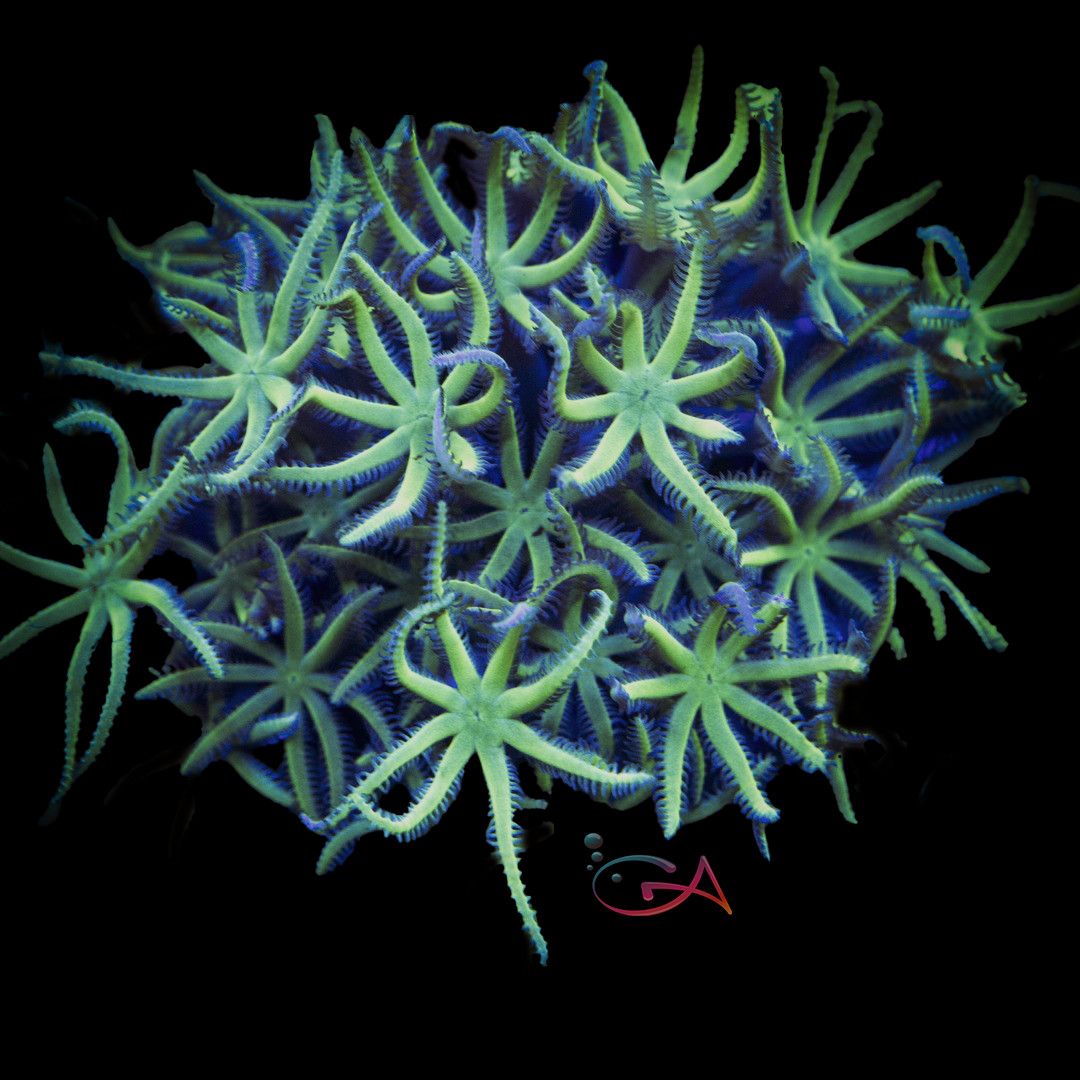 Coral - Frag - Pipe Organ - Basket Star