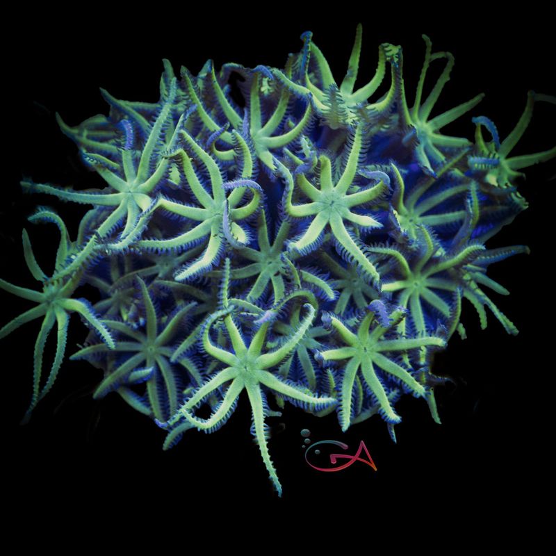 Coral - Frag - Pipe Organ - Basket Star