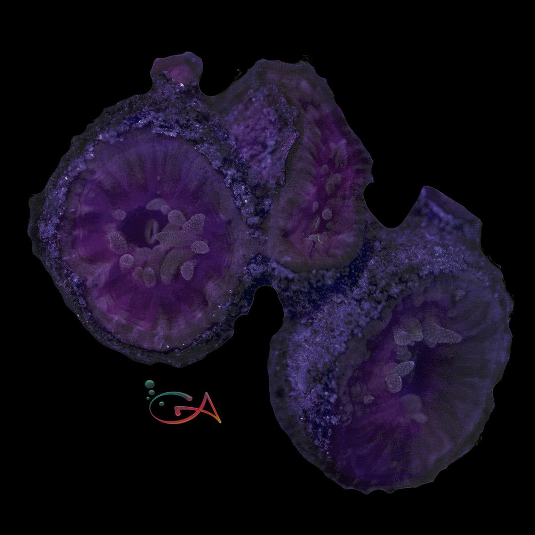 Coral - Frag - Tubastrea - Sun Coral Orange