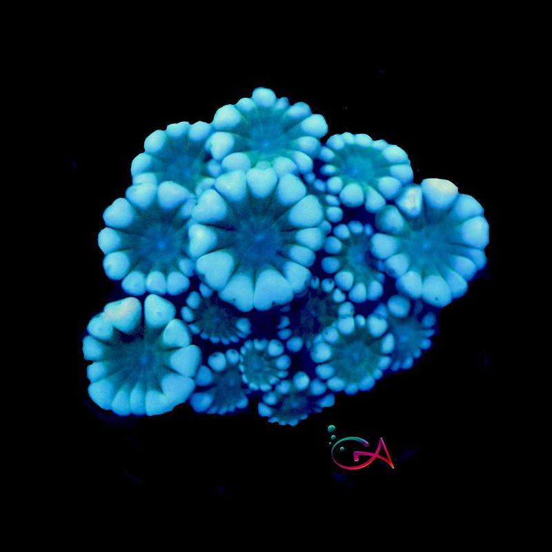 Coral - Frag - Alveopora - Soft Summer Rainbow GA