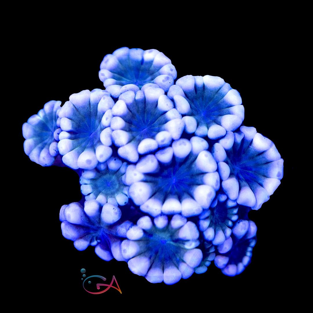 Coral - Frag - Alveopora - Soft Summer Rainbow GA, Size: (3/4"Plug)