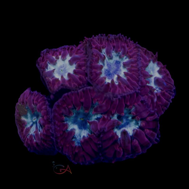 Coral - Frag - Blastomussa Merletti - Evil Eye LC