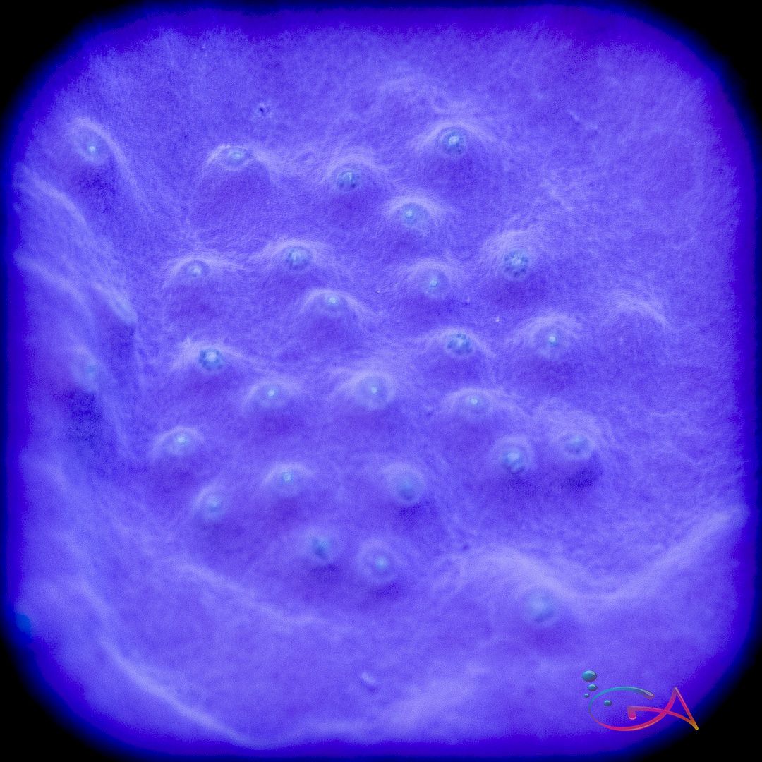Coral - Frag - Turbinaria - Scroll - Violet and Yellow BIOTA