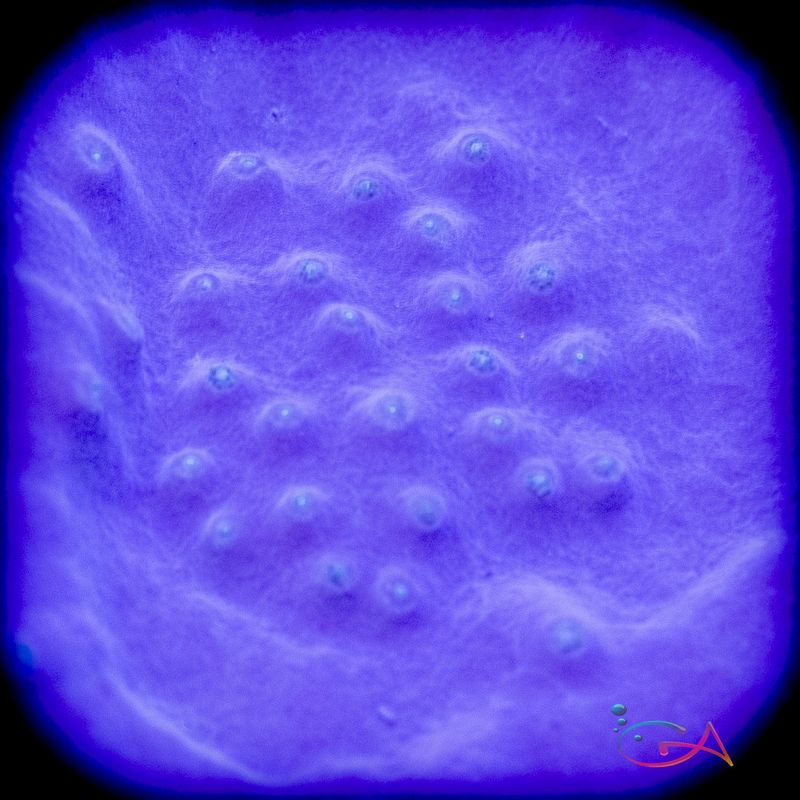 Coral - Frag - Turbinaria - Scroll - Violet and Yellow BIOTA