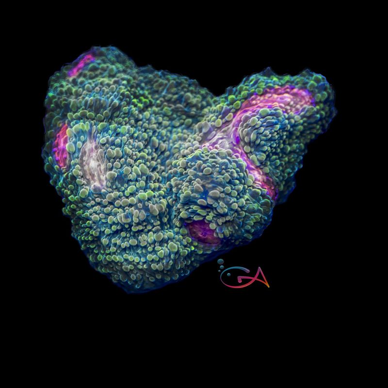 Coral - Frag - Chalice - Gumball Monster WWC