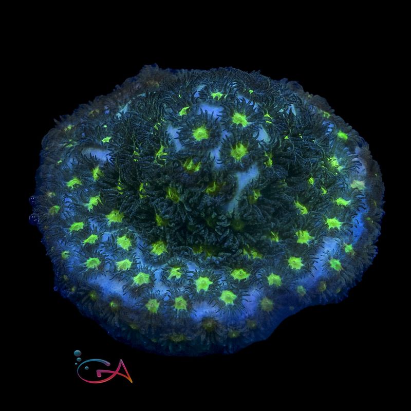 Coral - Frag - Leptastrea - Green