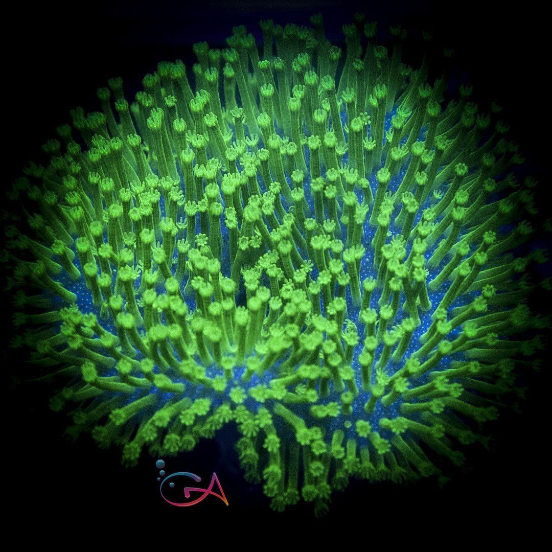 Coral - Frag - Leather - Toadstool Dark Money Japanese, Size: (2" Ht)