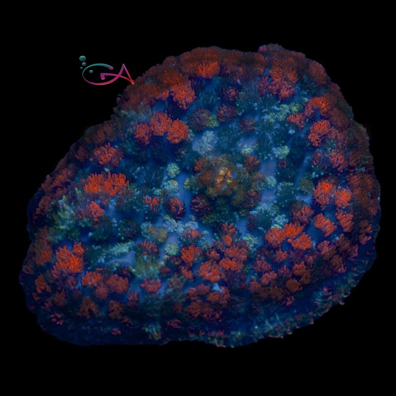 Coral - Frag - Mushroom Rhodactis Sakura MHT