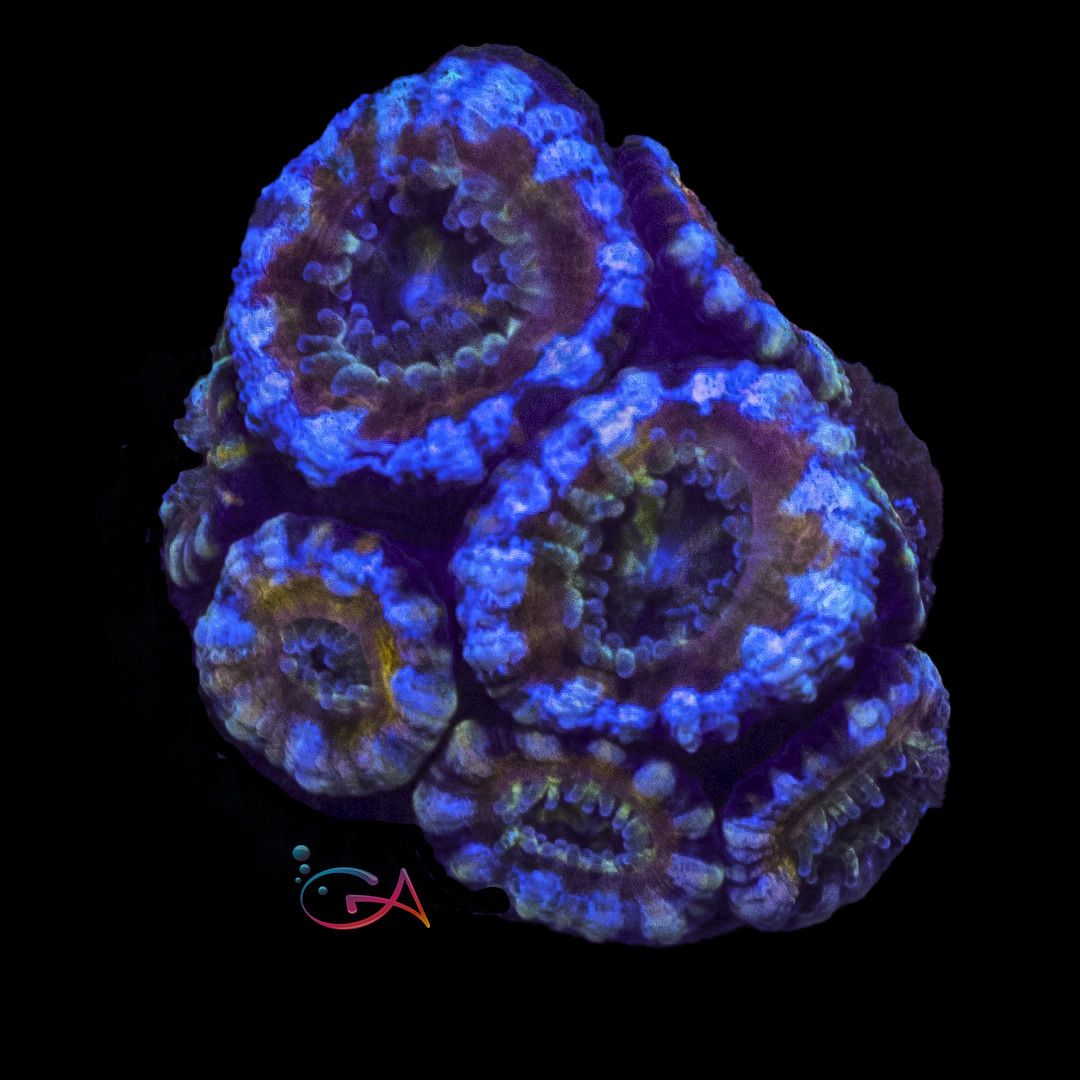 Coral - Frag - Acan Lordhowensis - Gold Digger GA