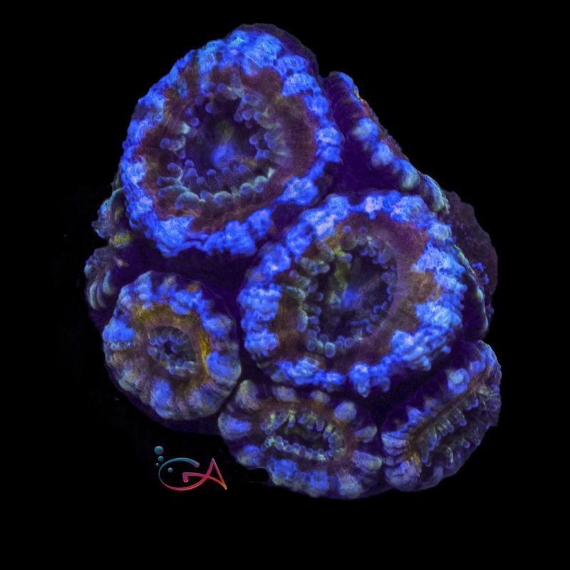 Coral - Frag - Acan Lordhowensis - Gold Digger GA