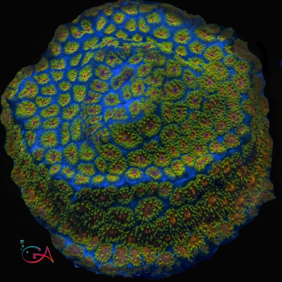 Coral - Frag - Leptastrea - Lightning Tip UC, Size: (3/4"Plug)