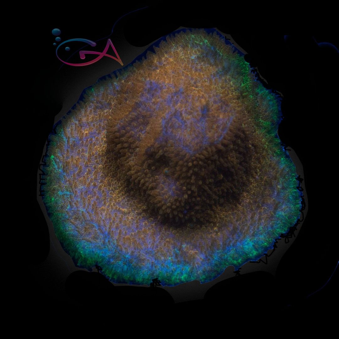 Coral - Frag - Psammocora - Lucky Charms ECC