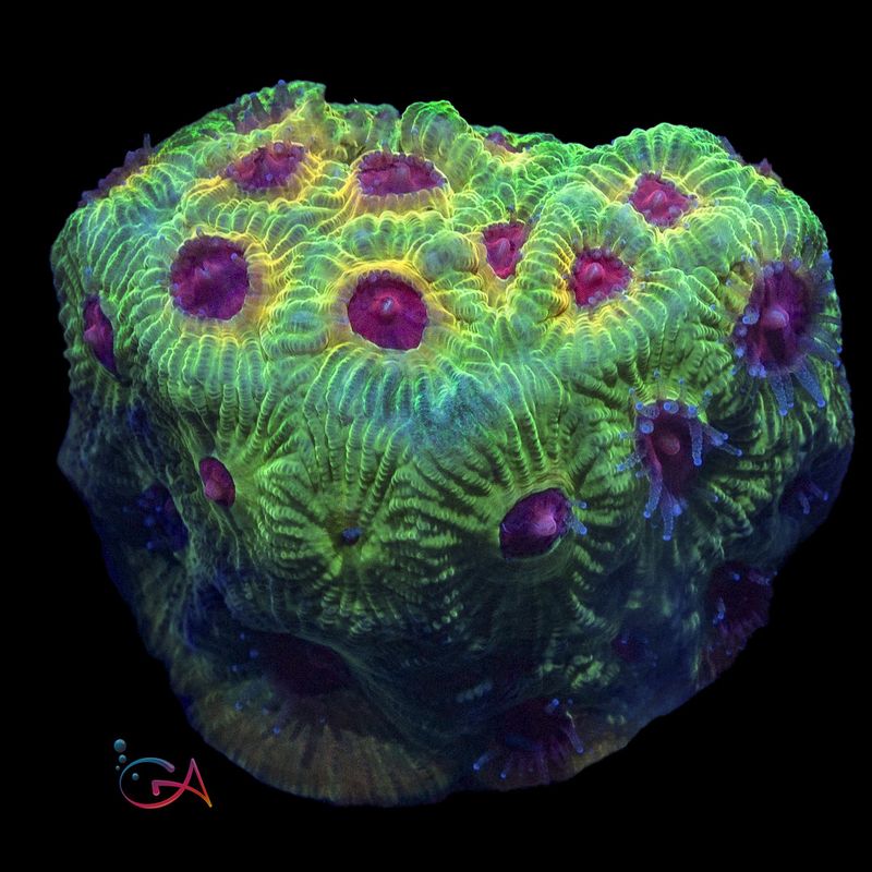 Coral - Frag - Favia - Fascination