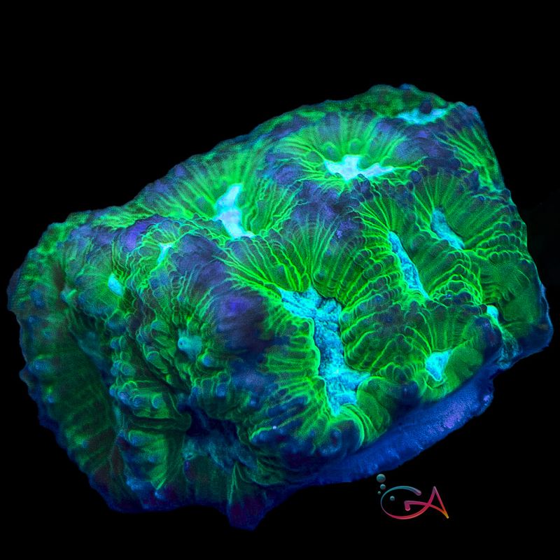 Coral - Frag - Favia Swamp Creature NACL